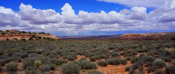 Blackbrush shrubland - Canyonlands National Park