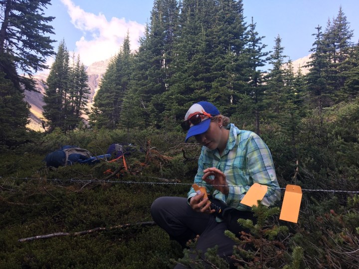 Hair snag collection