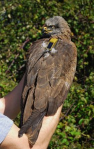 satellite-tagged kite (Photo credit F. Sergio)