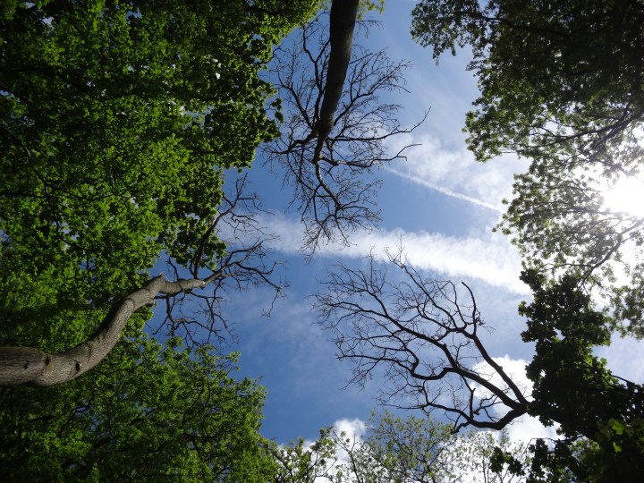 canopy gaps due to ash dieback - louise hill