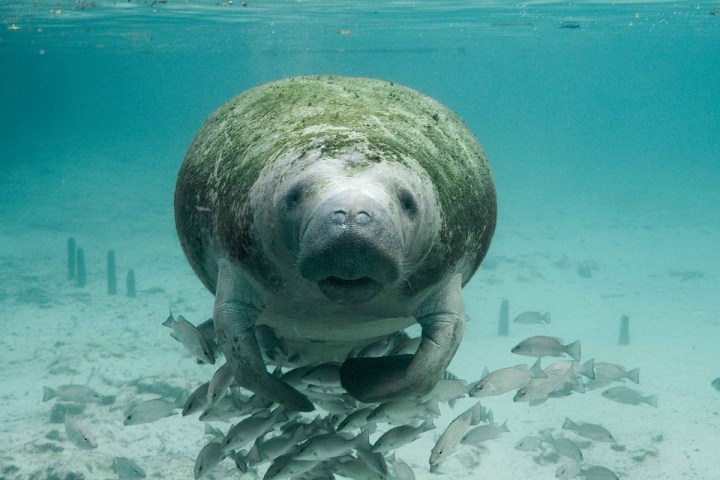 manatee-387193_960_720