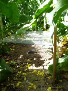 pitfall trap - botzl