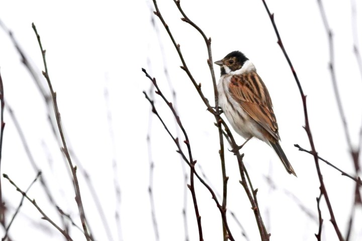 Reed bunting - Gergana Daskalova