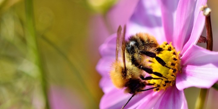 hummel-3711571_960_720