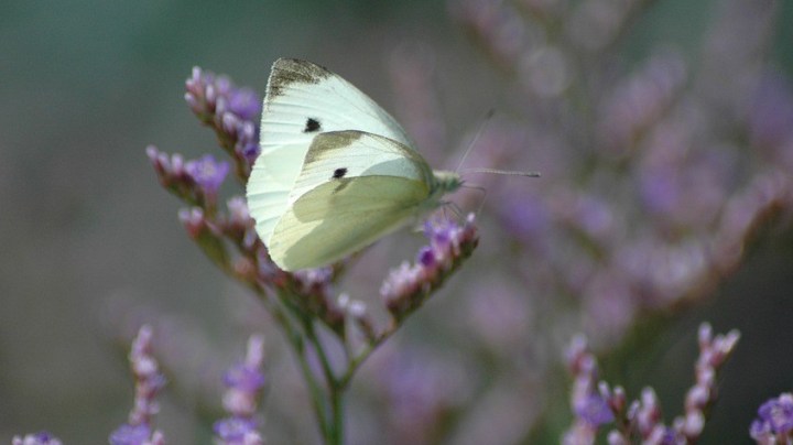 butterfly-2777414_960_720