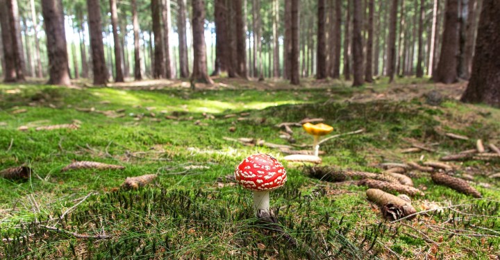 fly-agaric-417647_1920