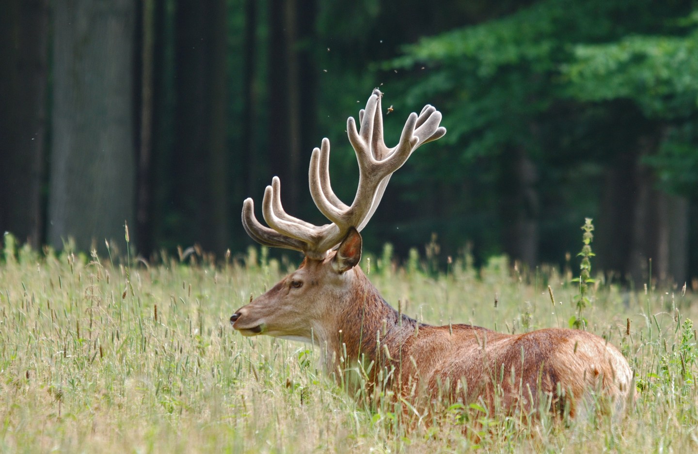 Editor’s Choice 56:6 -Wild and free: red deer grazing for conservation ...