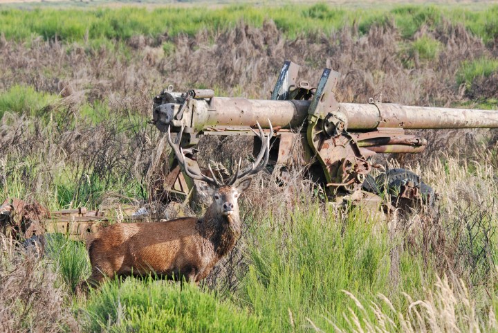 Cover stories: red deer for grassland conservation – The Applied Ecologist