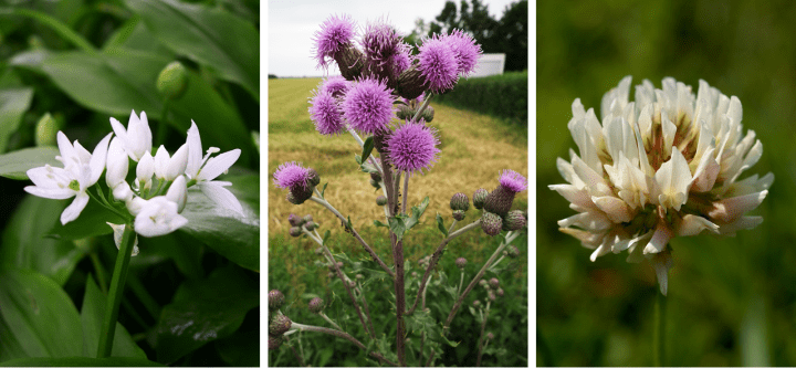 Wild garlic_thistle and clover_Credit Wiki Commons