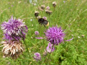 Bombus lapidarius_Jean-Yves Humbert