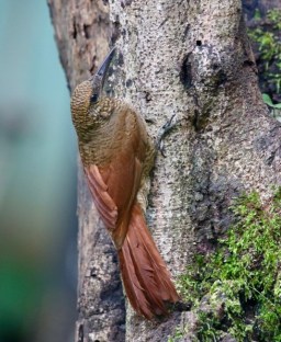 Northern Barred Woodcreeper