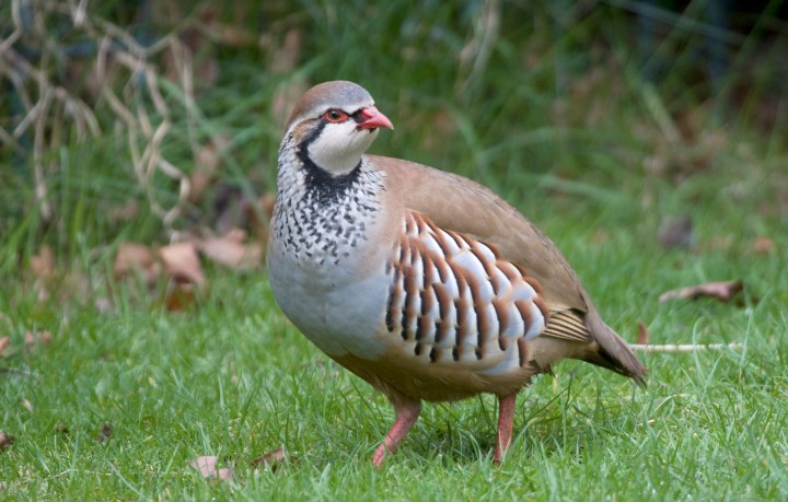 002873-Red-legged Partridge-Harding