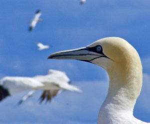 Nelson's_Gannets_Bass_JulieAOMiller(1)