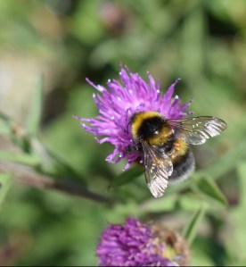 Pollinator1_bumblebee