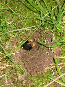 Bumble_bee_nest_hole