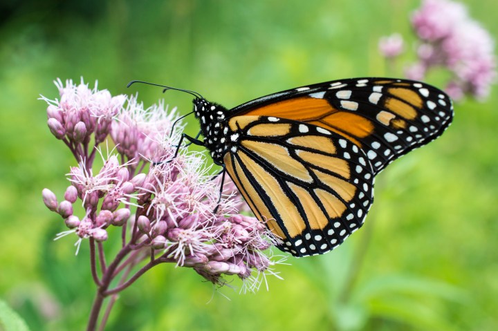 D71_4234 Monarch on Joe Pye weed