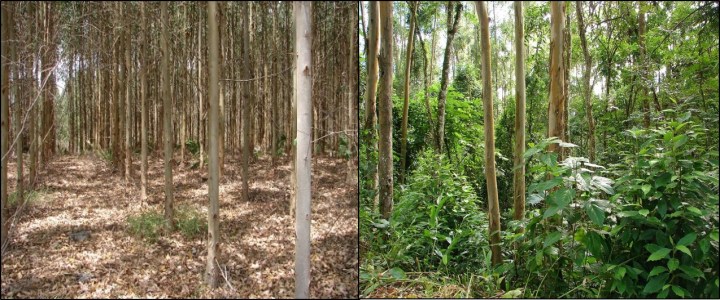 Short rotation and abandoned