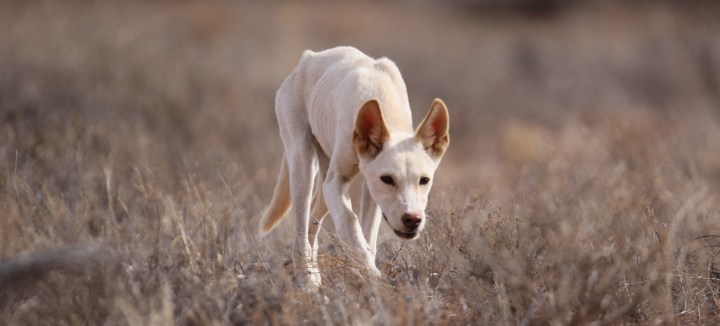 3D7A0723 - Ben Allen