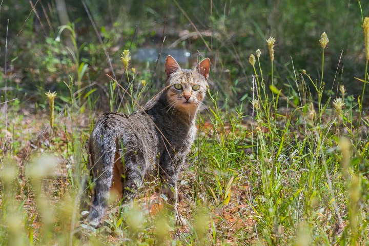 feral cat d61_2_0158 - Joe Scanlan