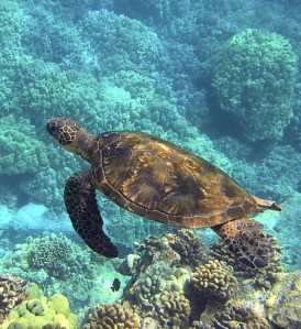 sea-turtle-547162_960_720