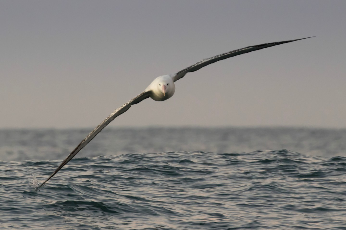 Identifying hotspots of threats to marine megafauna – The Applied Ecologist