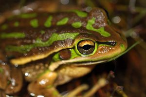 Green&Golden_Bell_Frog_(Litoria_aurea)_(8398142360)_Matt_Melbourne_Australia_Wikimedia