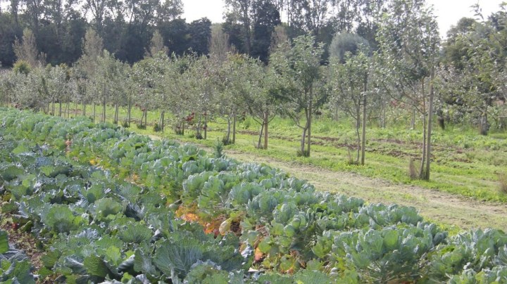 Silvoable_BertReubens