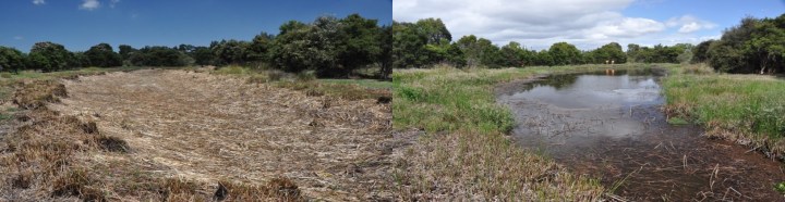 Wetland drained and refilled_Jayne Hanford