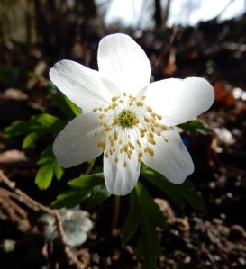 WoodAnemone_Sanne Van Den Berge