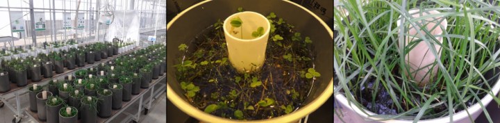Monoliths in greenhouse