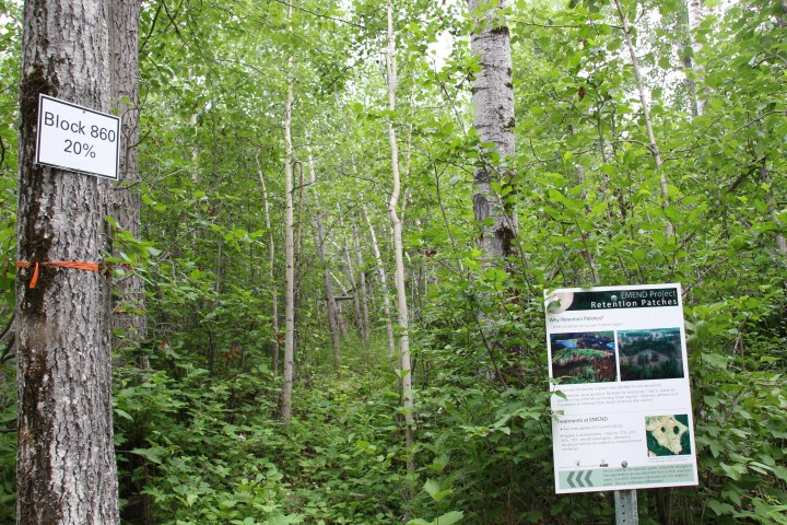 A 20% dispersed retention deciduous forest block. Photo by Linao Wu