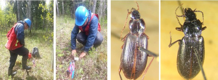 Graphic Abstract-Photo by Jim Witiw (Mercer International)and Linhao Wu