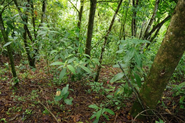 Natural recruitment of trees