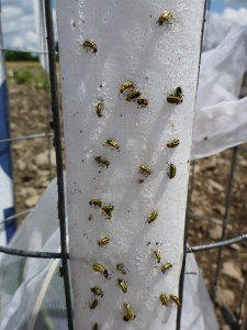 wind-trap-strips - 1