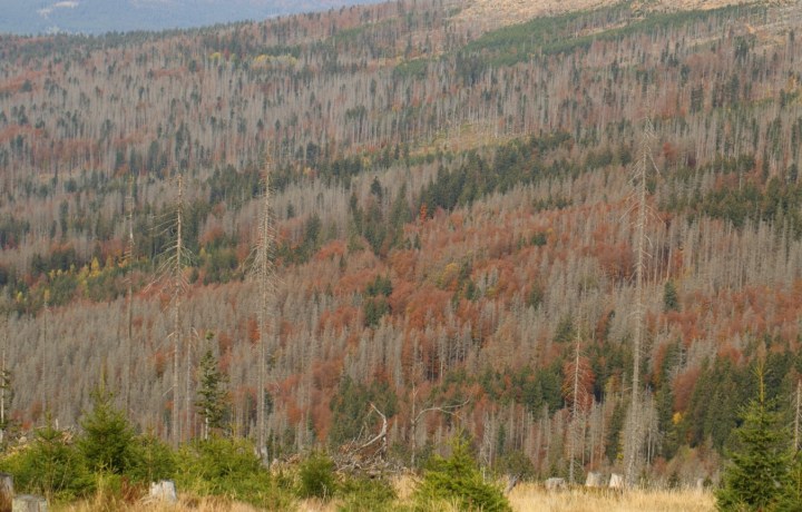 Fig 2. European spruce bark beetle outbreak