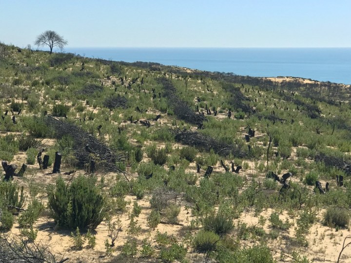 Fig 3. Erosion mitigation management efforts_Donana Natural Park_Spain