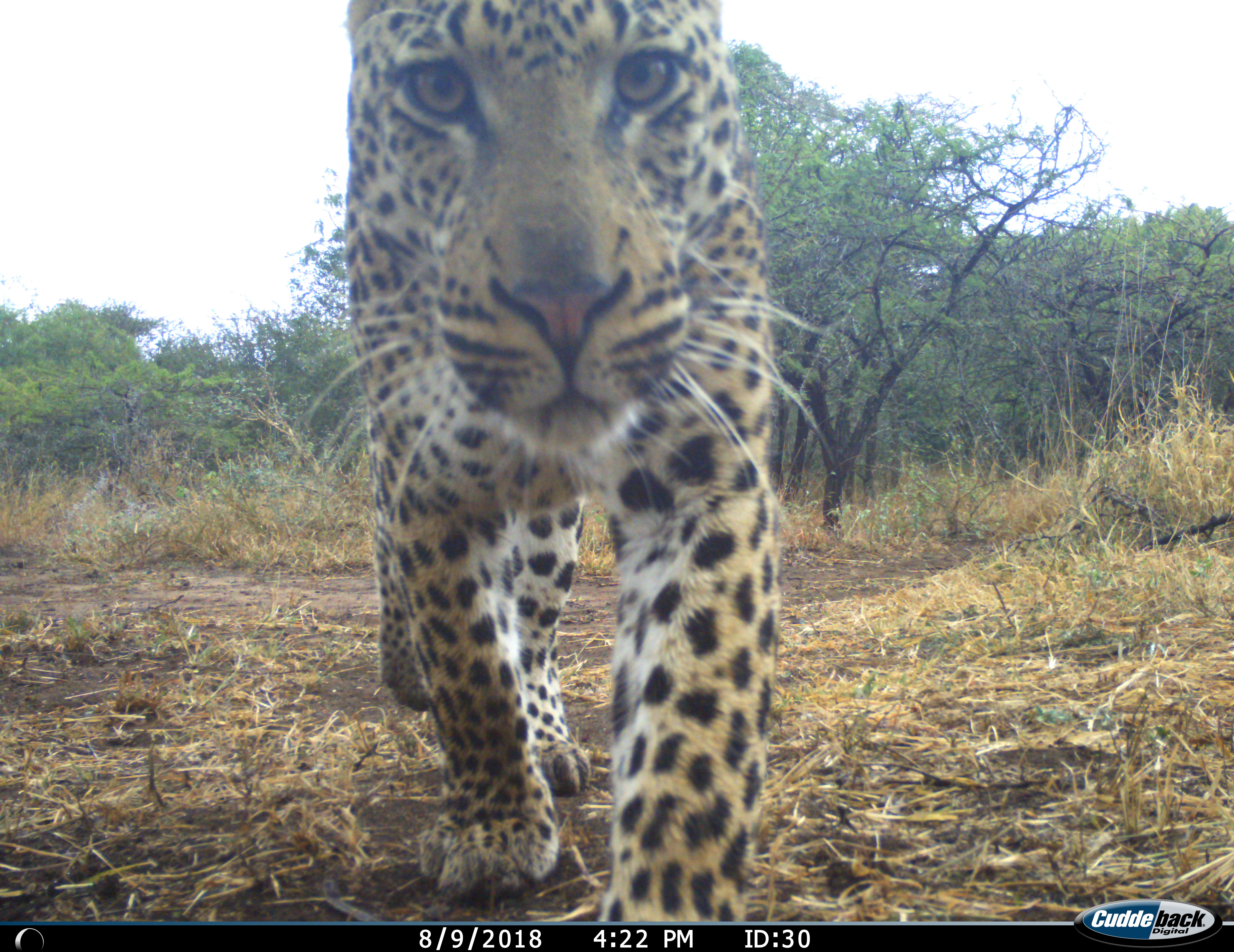 leopard 2 credit Gonçalo Curveira-Santos
