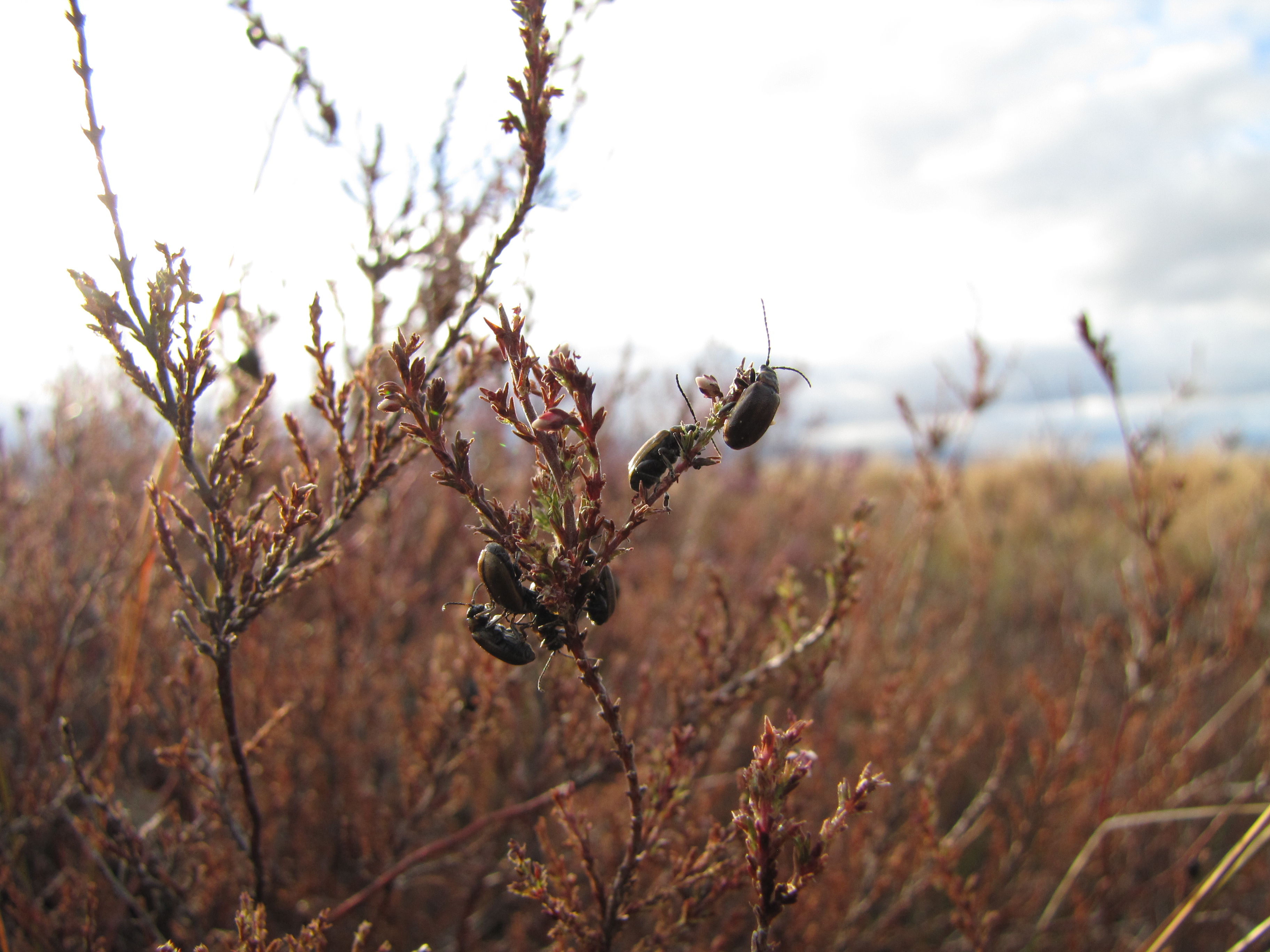 Editor’s Choice 57:10 – Testing the relative effects of biocontrol and ...