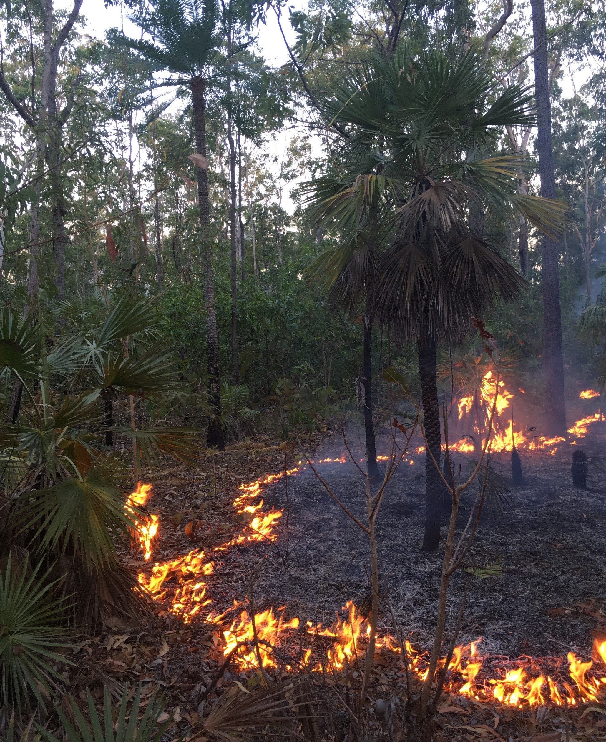 a low intensity early dry season savanna fire