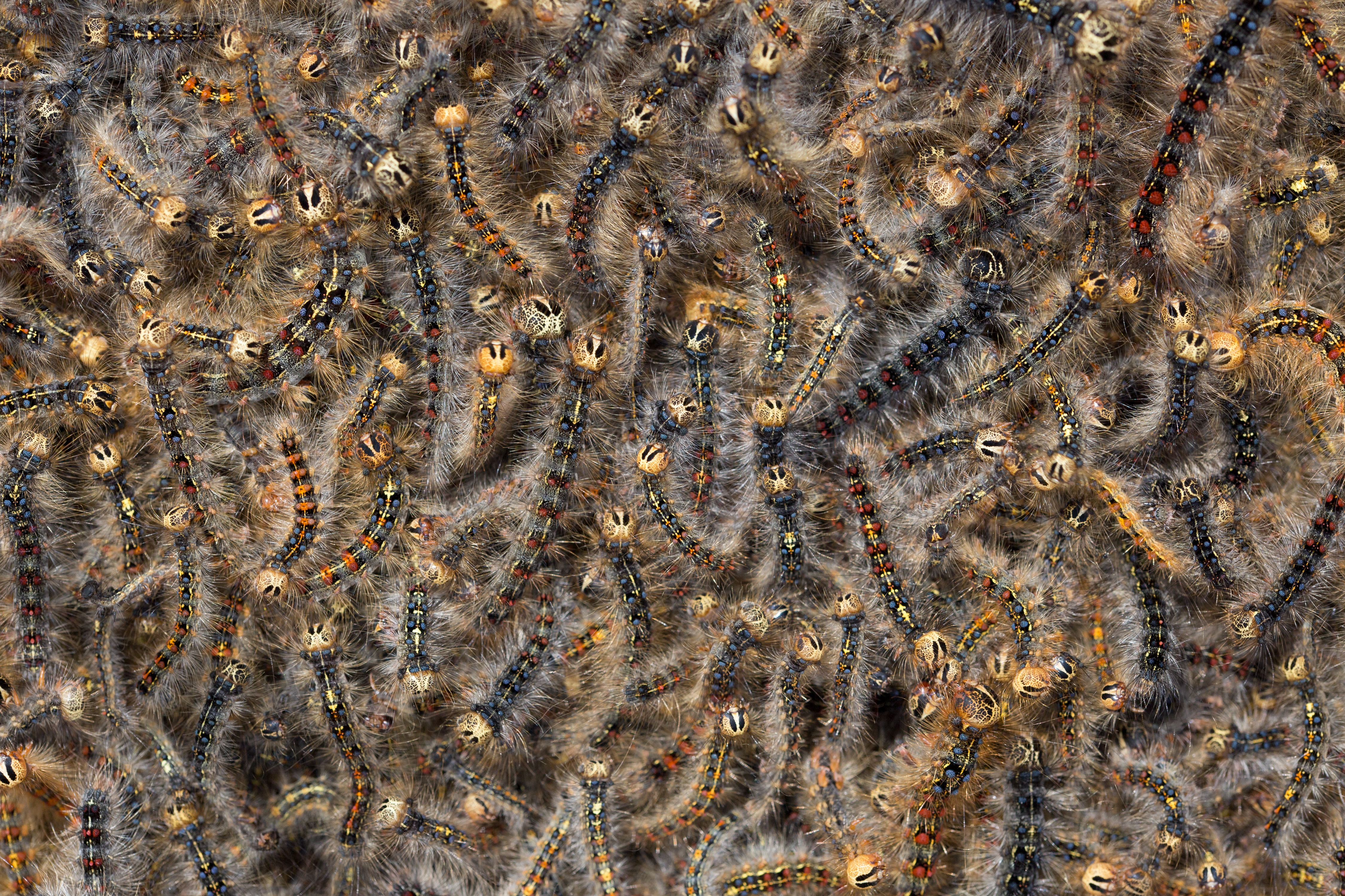 ESO-20-12-110_Leroy_1-2