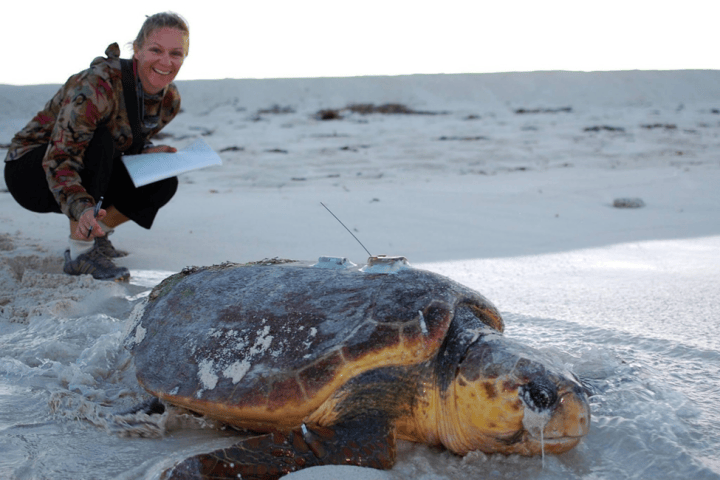 Habitat selection modelling reveals sea turtles use protected areas in ...