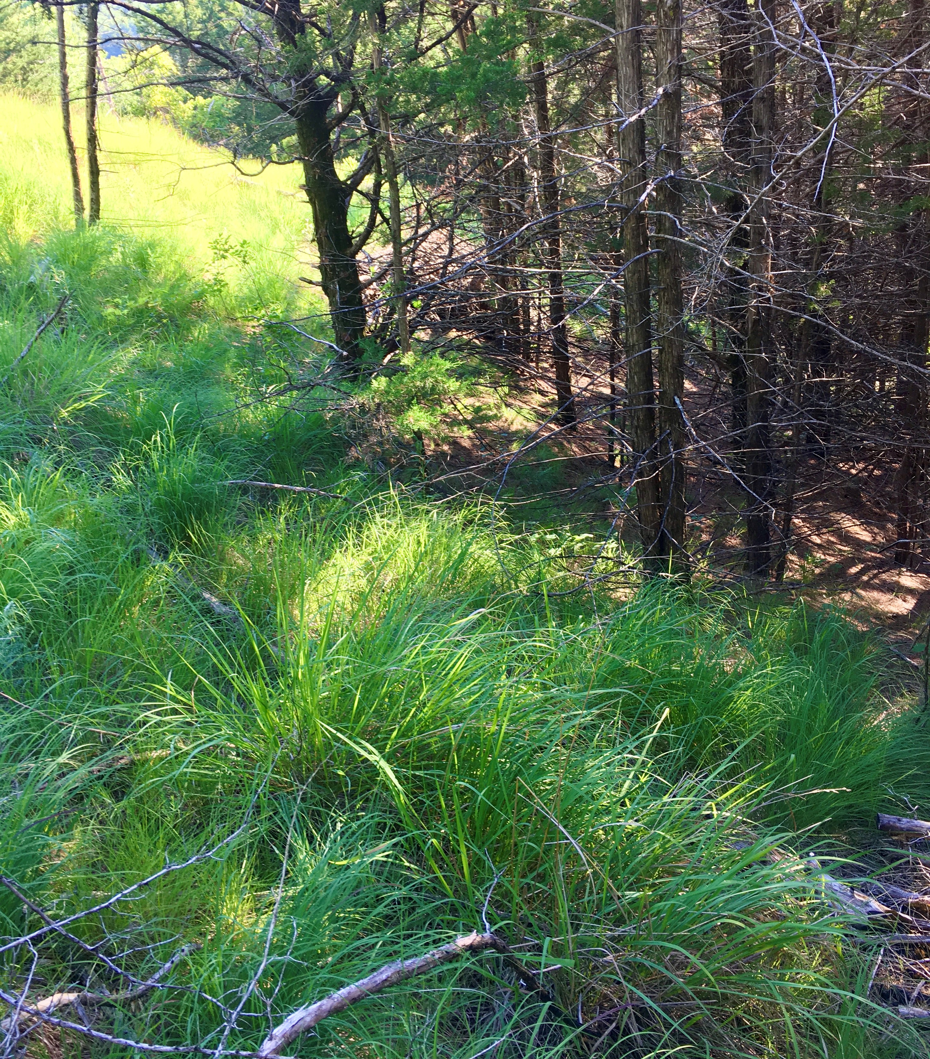 cedar stand and prairie