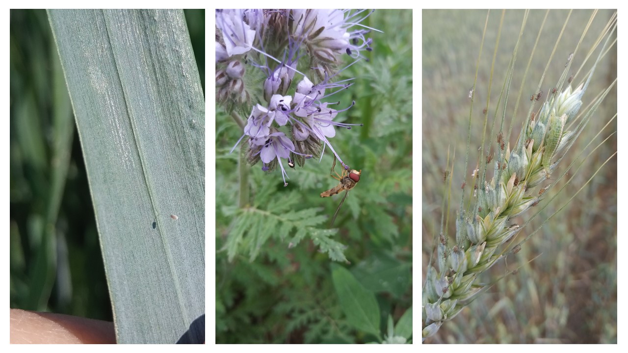 wheat pest blog