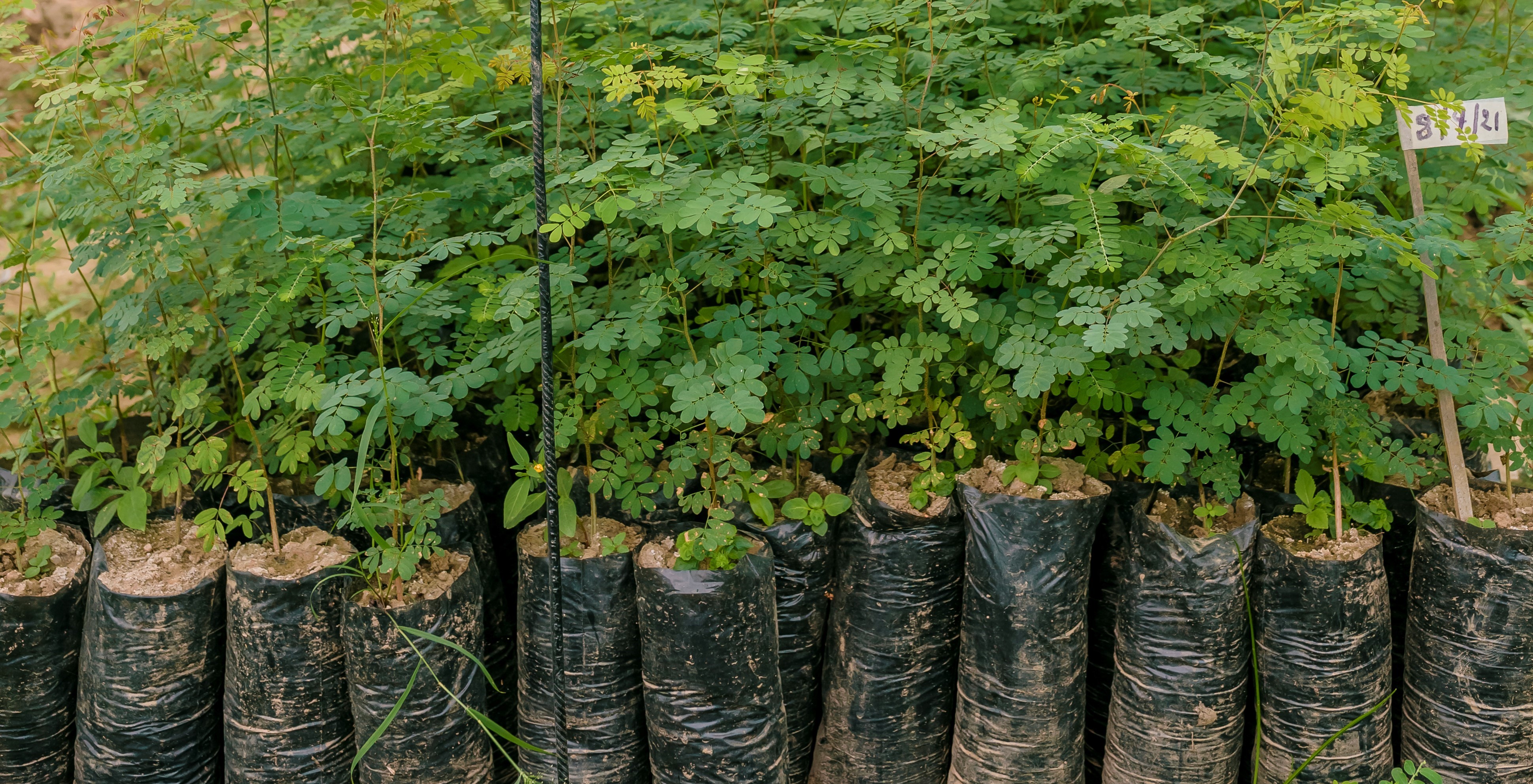 A tool to guide the selection of tree species and seed sources for ...