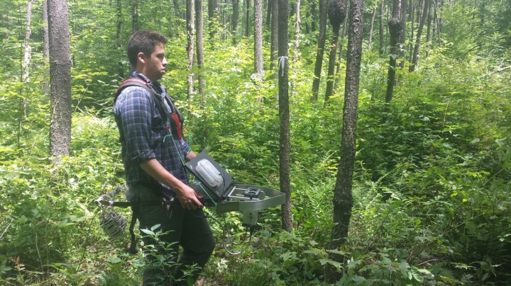 The surprising connections between deer and the forest canopy – The ...
