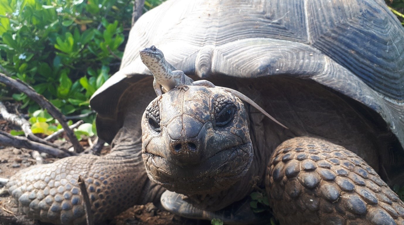 Tortoises are unlikely to be detrimental for endemic skinks. A Telfair’s skink is basking on the head of an introduced Aldabra giant tortoise. Photo Nik Cole.