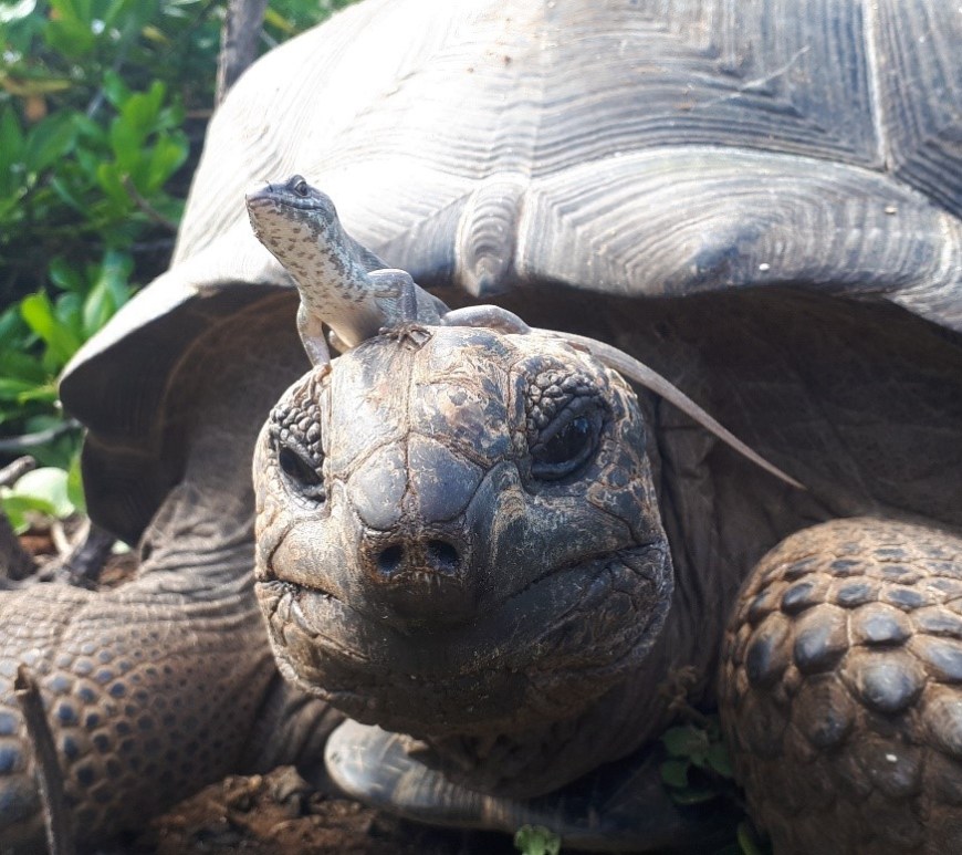 Tortoises are unlikely to be detrimental for endemic skinks. A Telfair’s skink is basking on the head of an introduced Aldabra giant tortoise. Photo Nik Cole.
