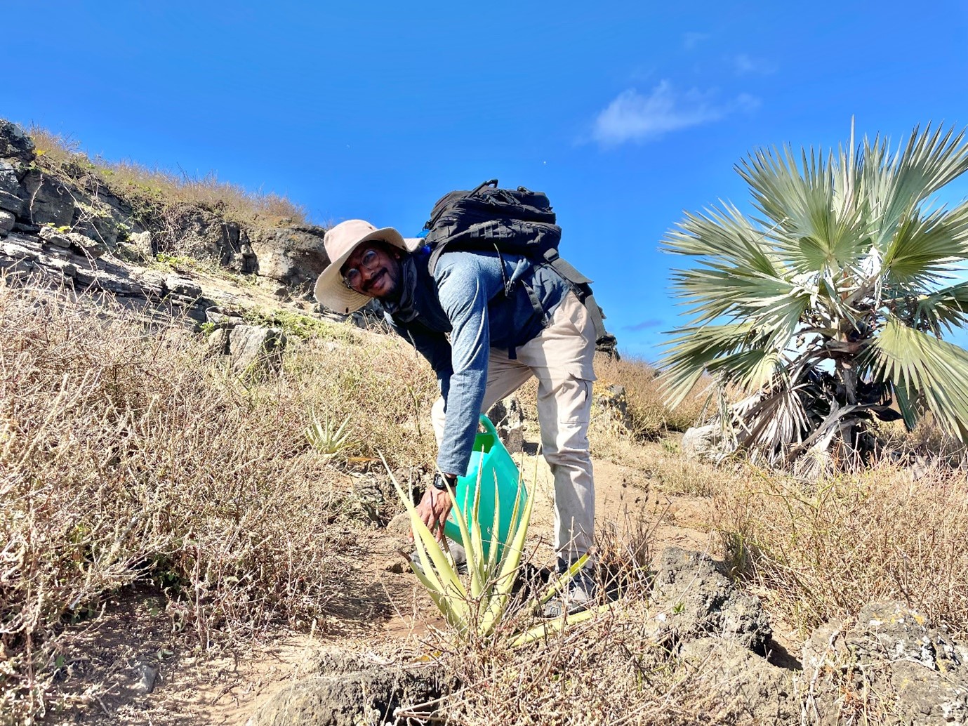 Since 2015, planting efforts have accelerated. Pouvalen Seeneevassin, Round Island Warden, waters a planted endemic Aloe tormentorii. Photo Rosemary Moorhouse-Gann.