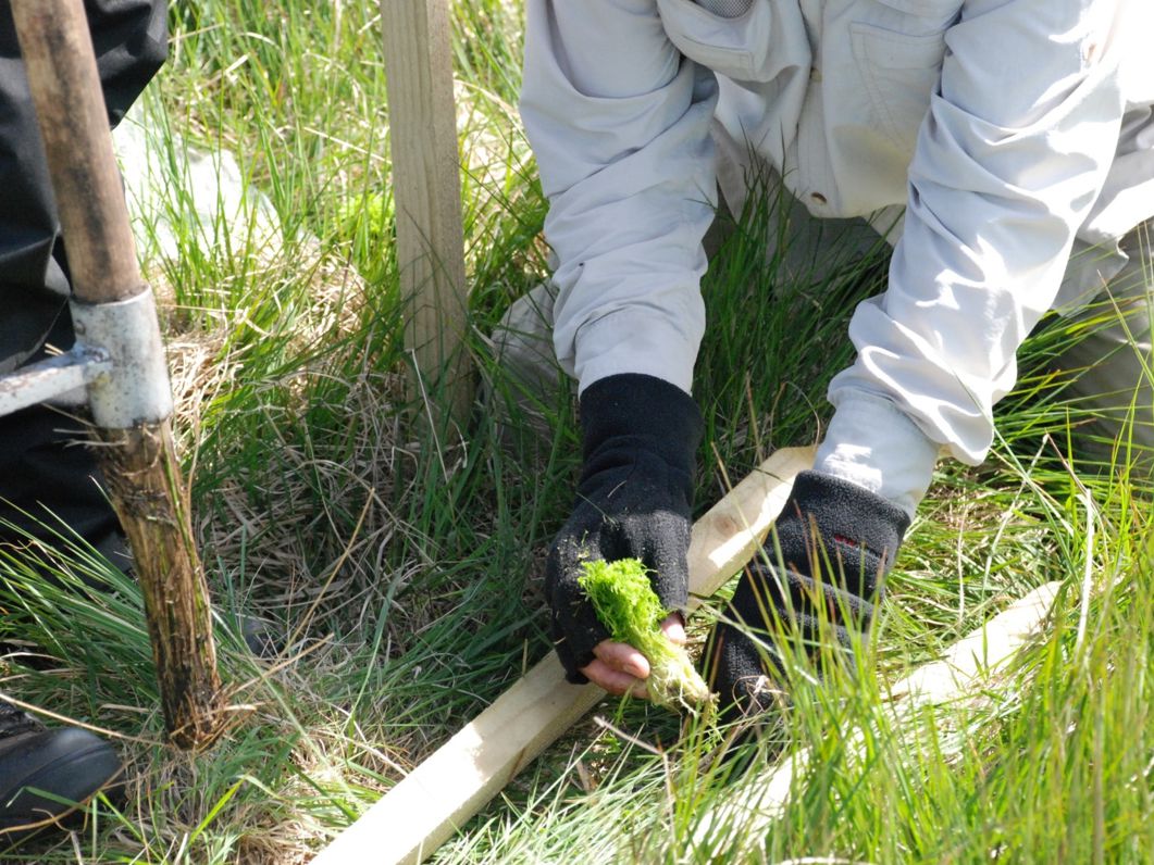 Sphagnum plug planting