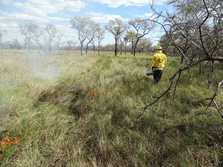 Indigenous brigades change the spatial patterns of wildfires, and the ...